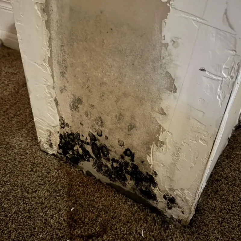 Professional Mold Removal in Cooke County, TX